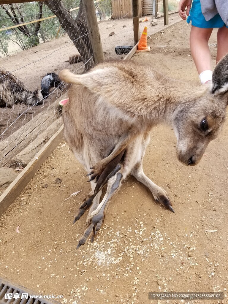 袋鼠倒地似在休息