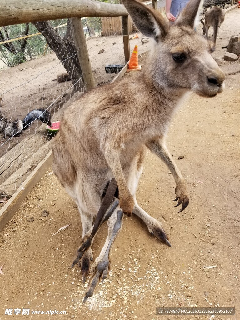 站立的袋鼠