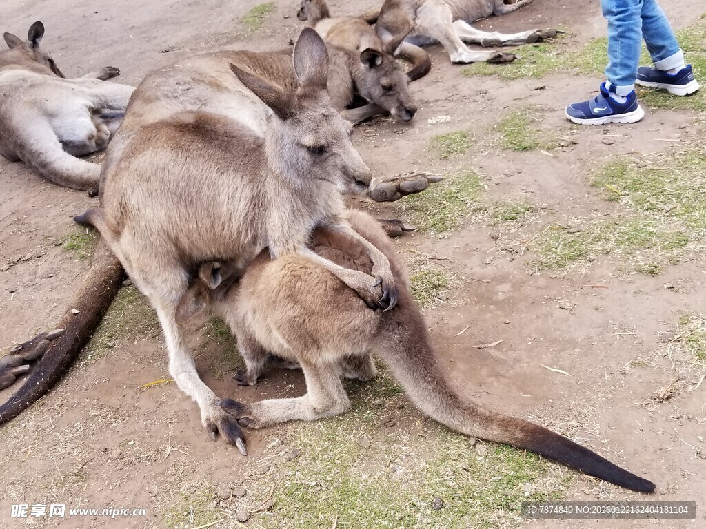 袋鼠亲昵互动场景
