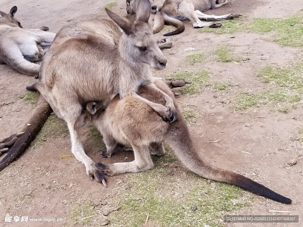 一群袋鼠休憩于户外