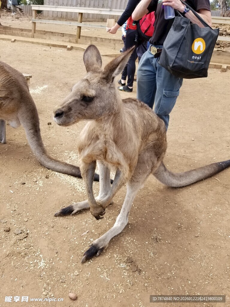 人与袋鼠互动瞬间