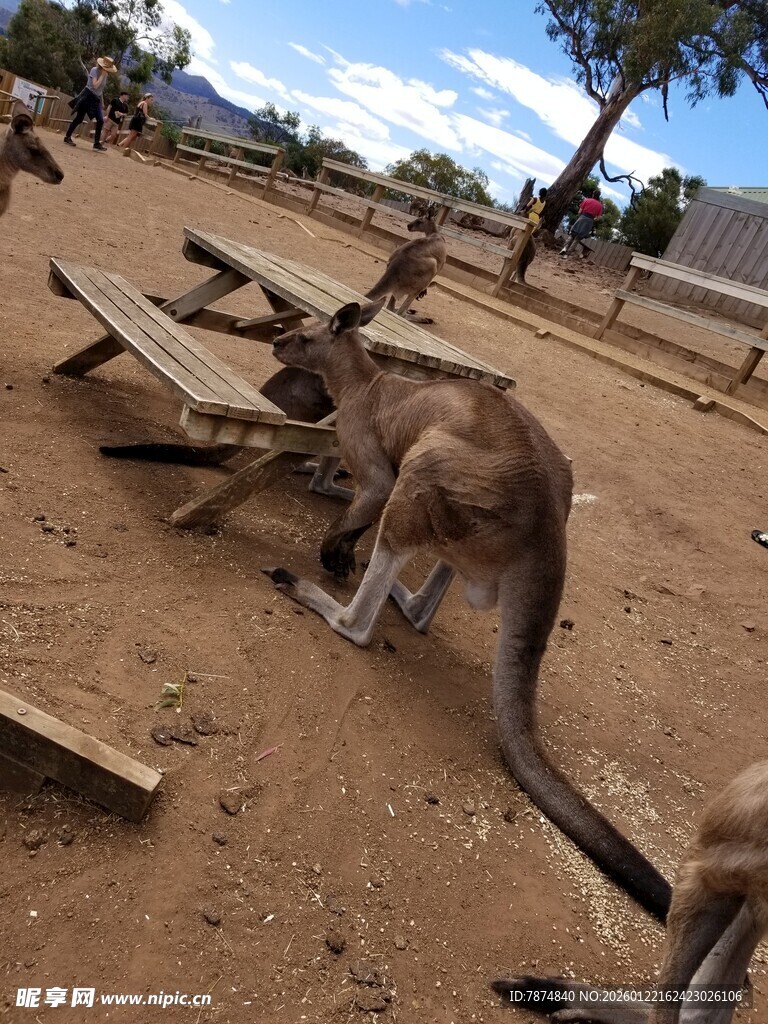 野外袋鼠在木桌旁活动