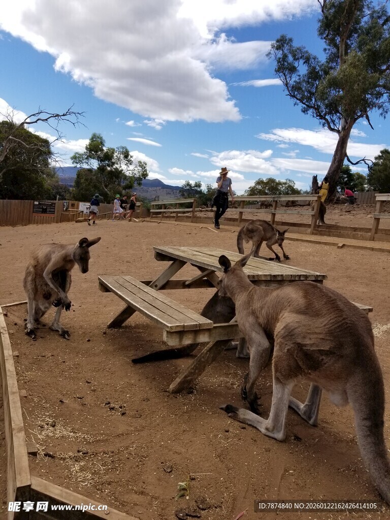 户外围栏内的袋鼠群