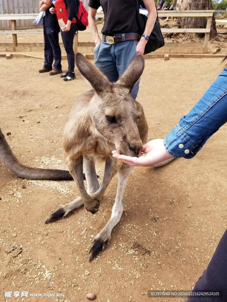 人与袋鼠亲密互动瞬间