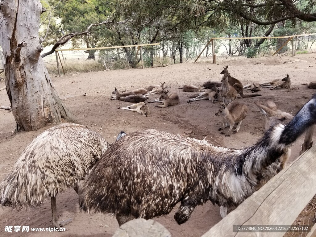 动物园中的袋鼠与围栏