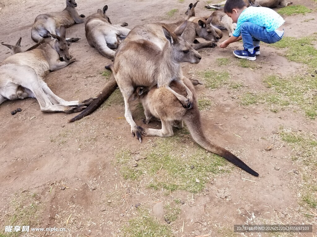 地上躺着多只袋鼠
