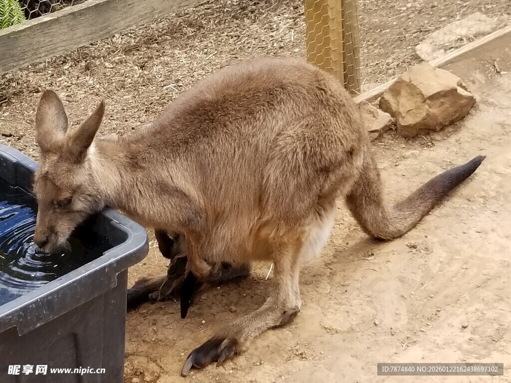 袋鼠低头饮水场景