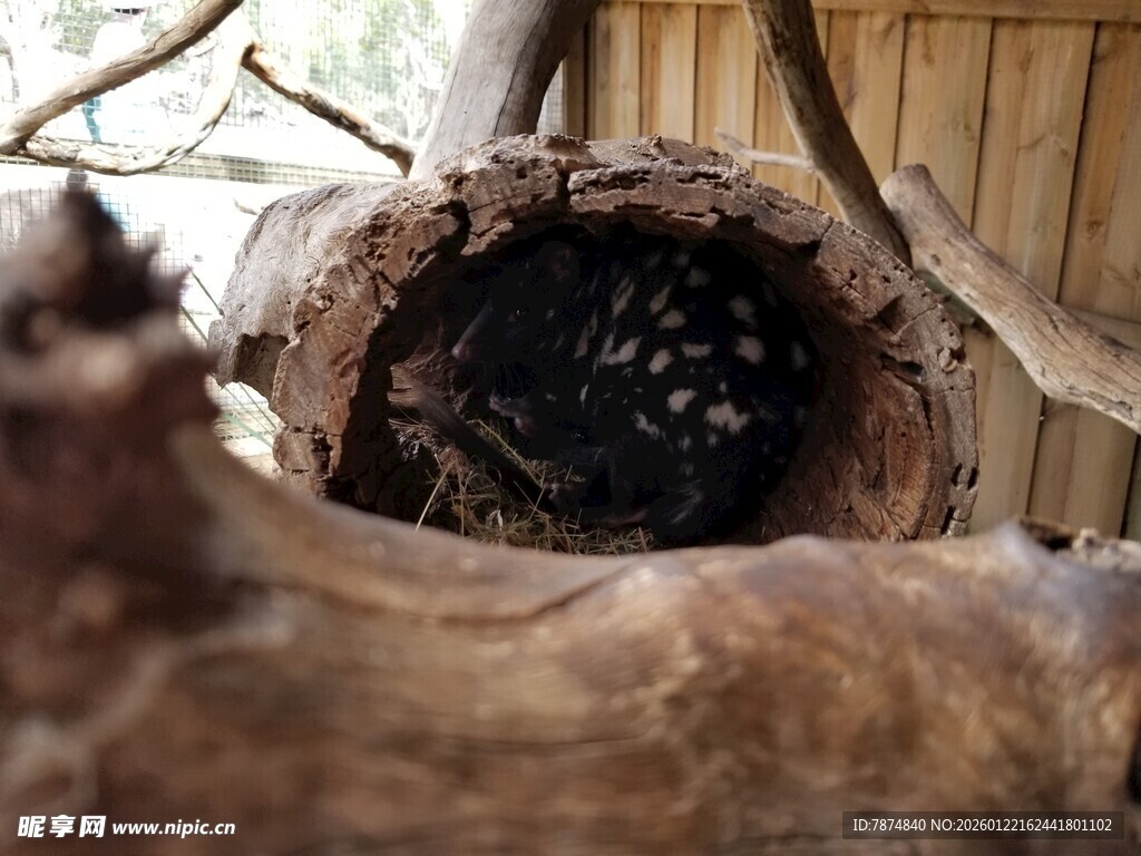 树洞中密集的黑色物体
