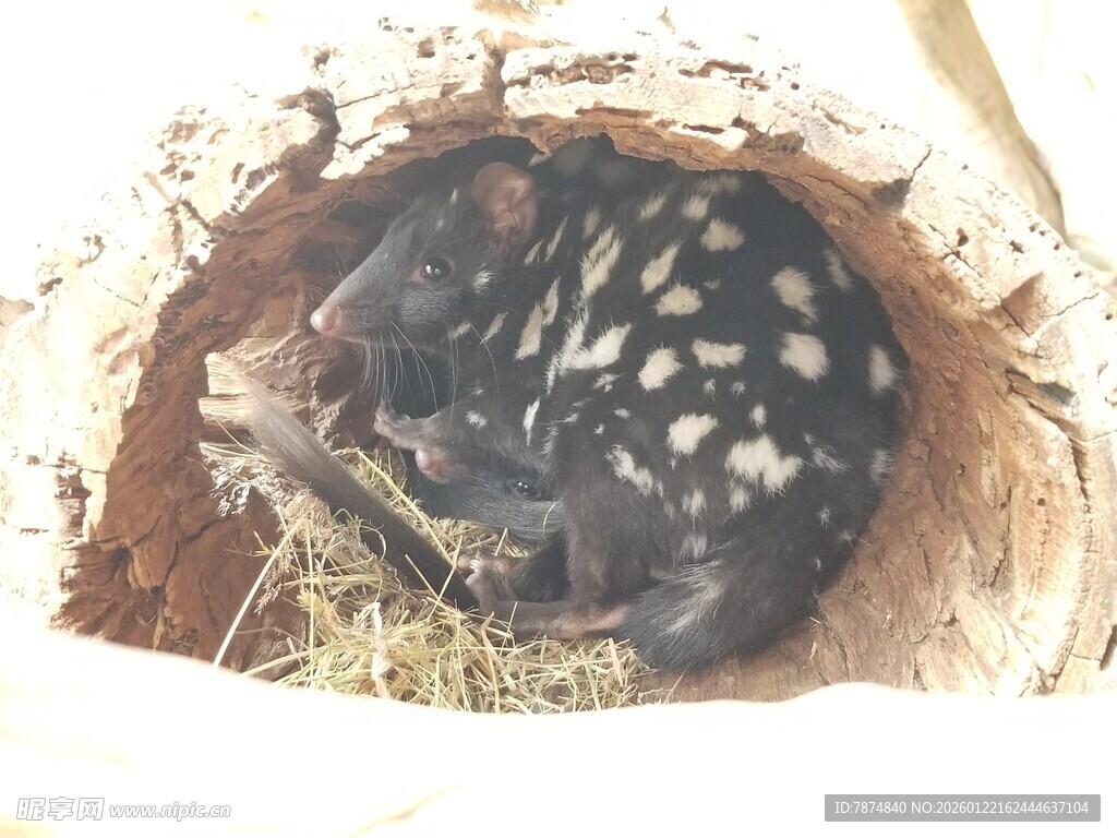 树洞中的斑点小动物