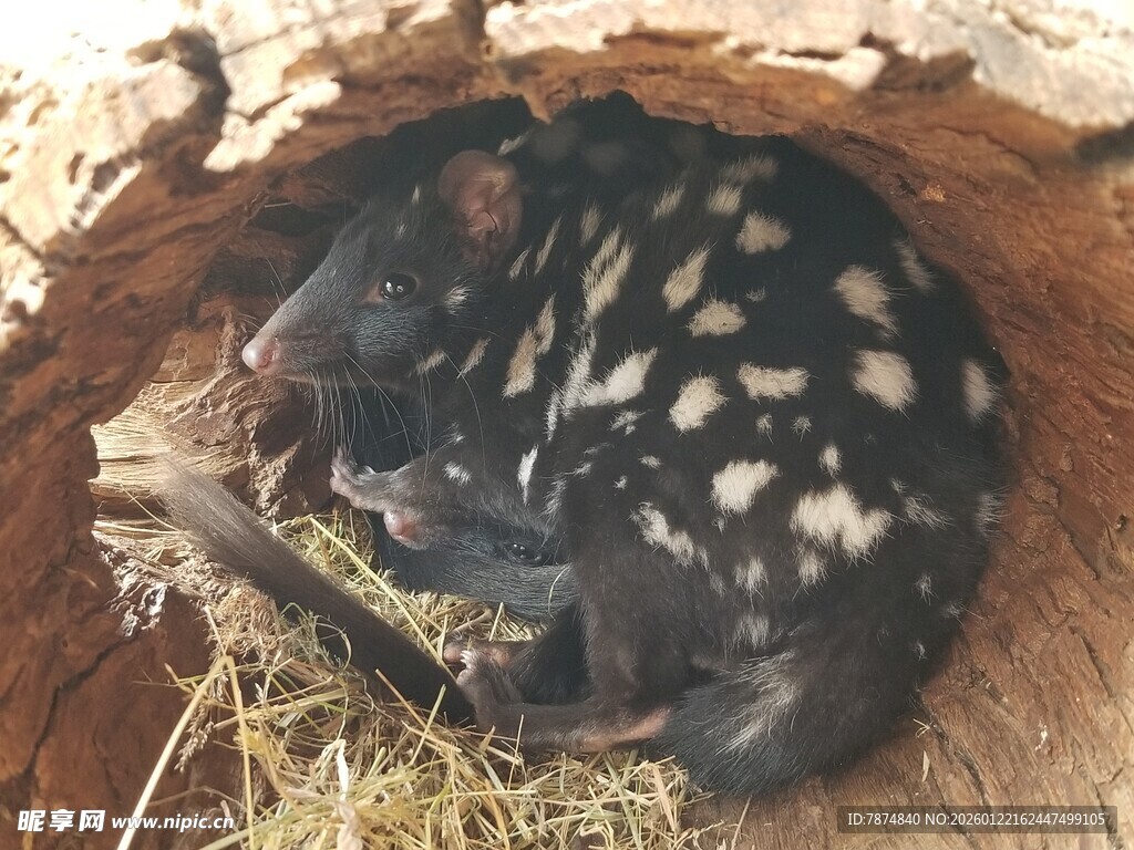 袋獾幼崽蜷于树洞