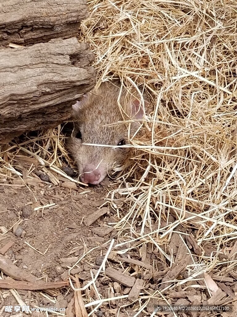 藏于干草中的老鼠