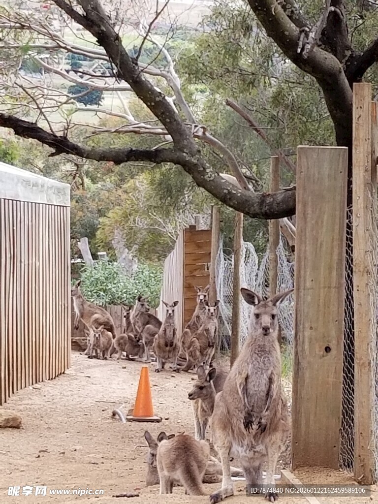 动物园中休憩的袋鼠