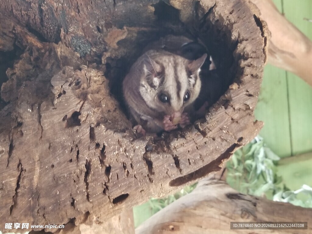 树洞中露出脑袋的小动物