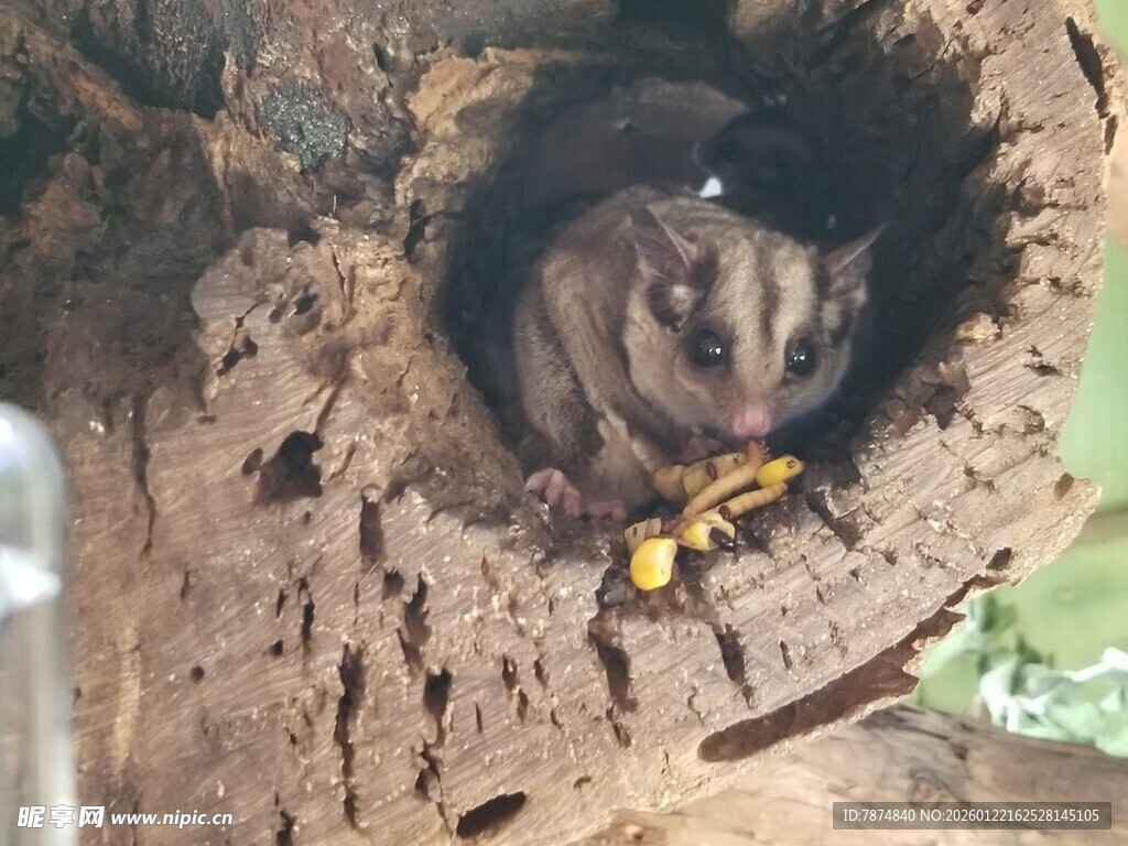 树洞中蜷缩的小动物