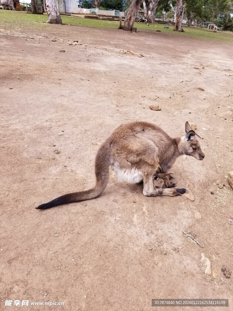 蹲坐的袋鼠