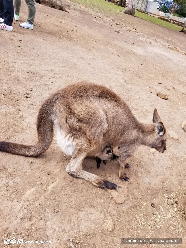 地面上低头的袋鼠