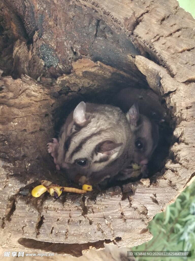 树洞中休憩的小动物