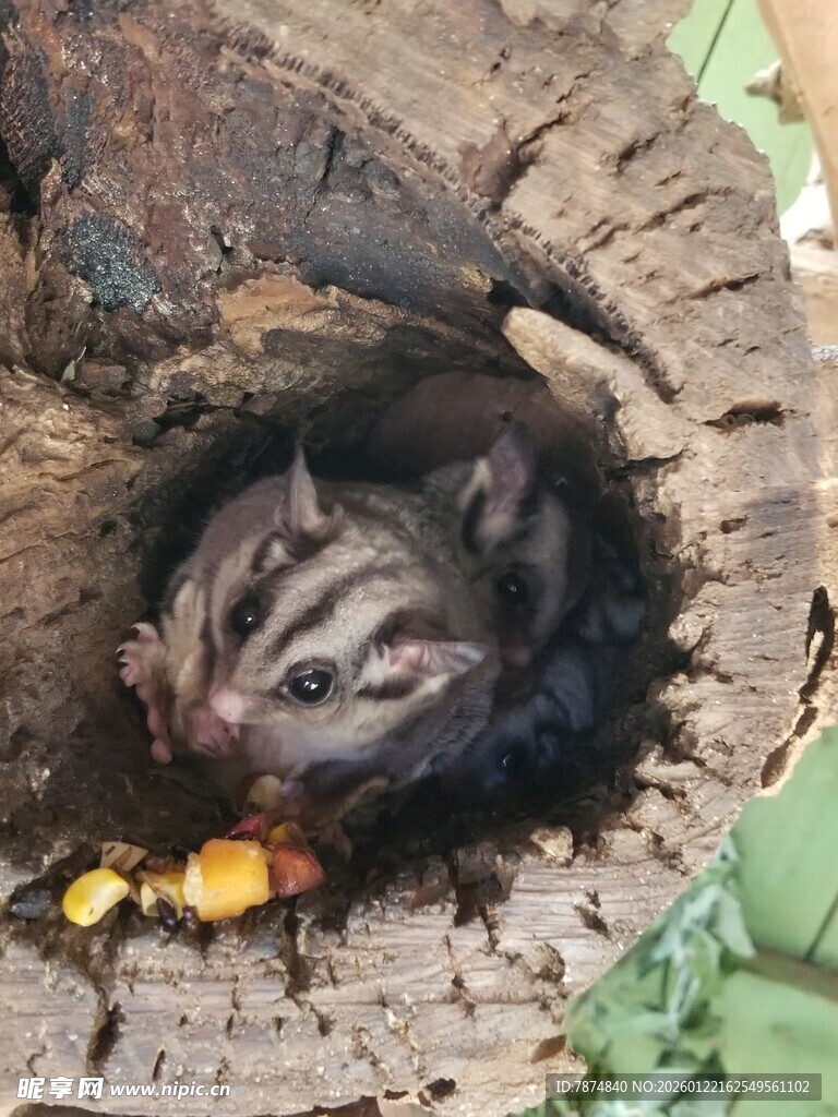 树洞中探头的可爱小动物