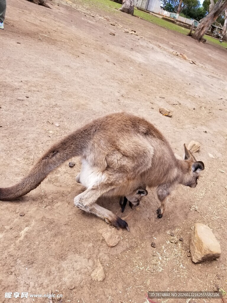 地面上的袋鼠