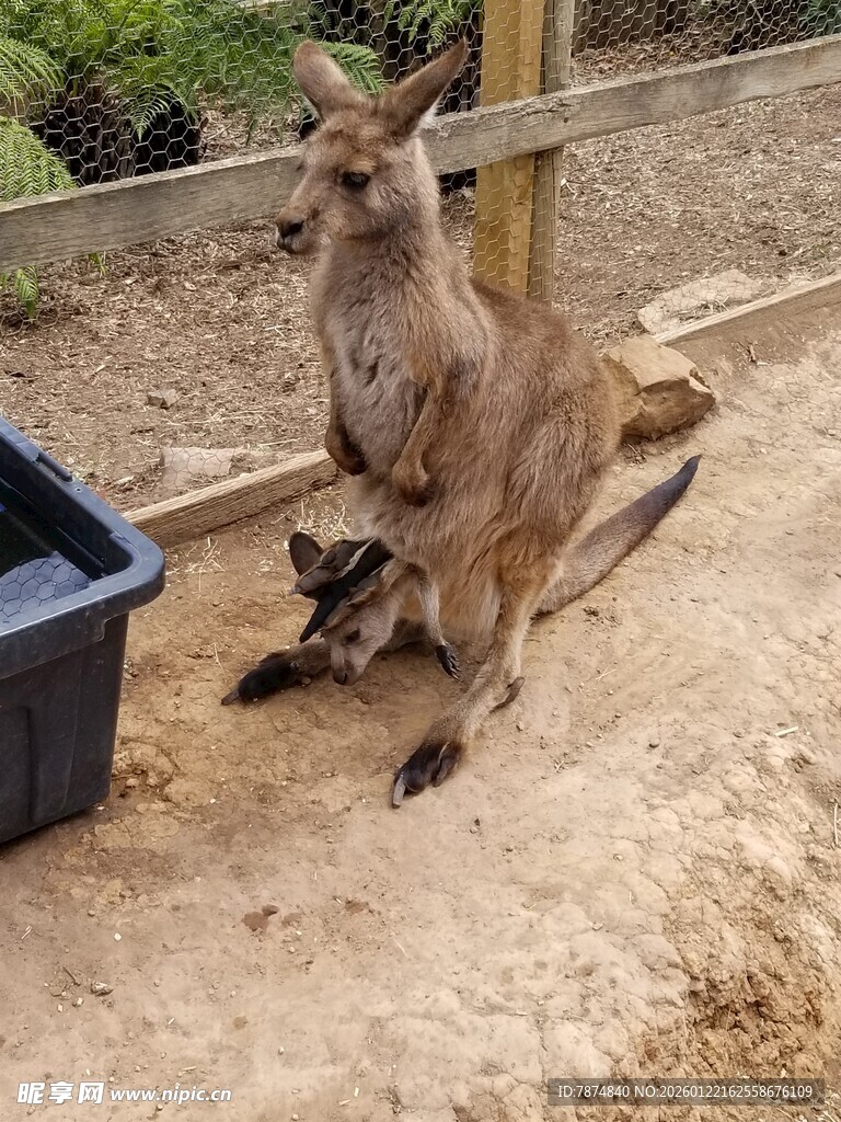 袋鼠母子在围栏内休憩