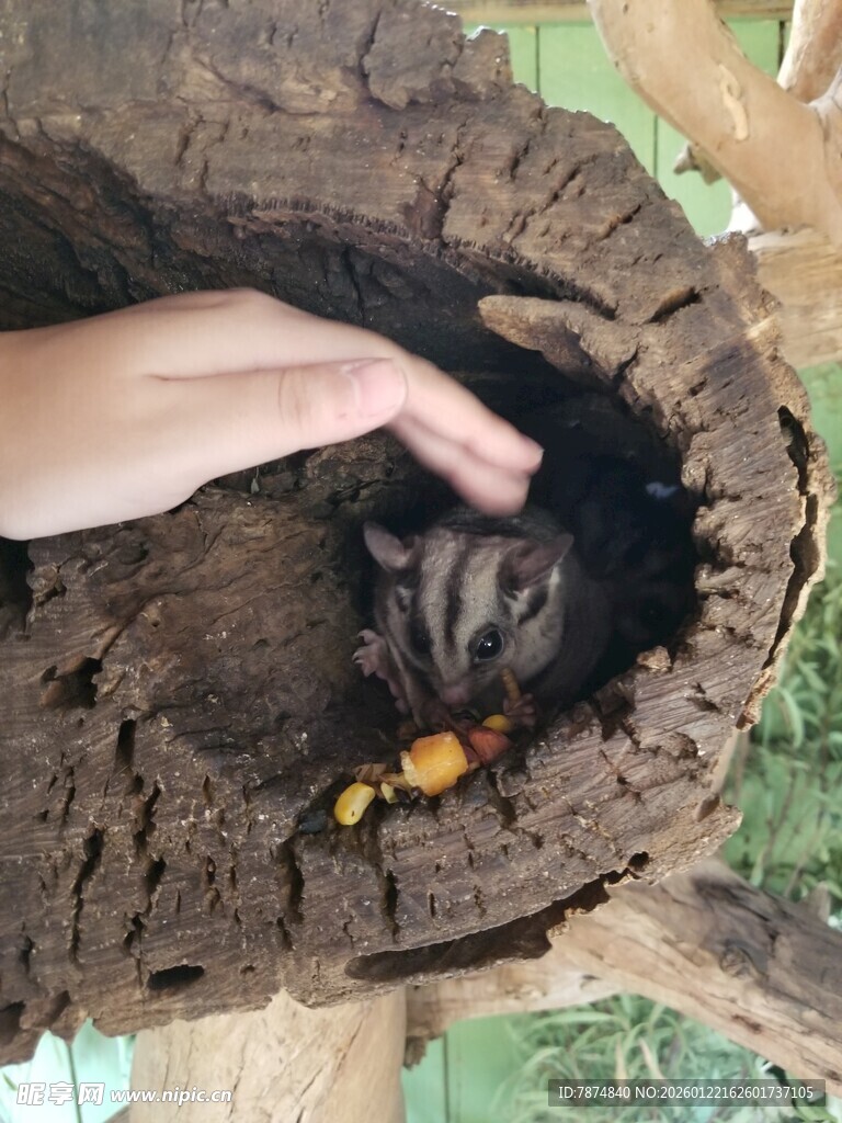 手探树洞中的小动物
