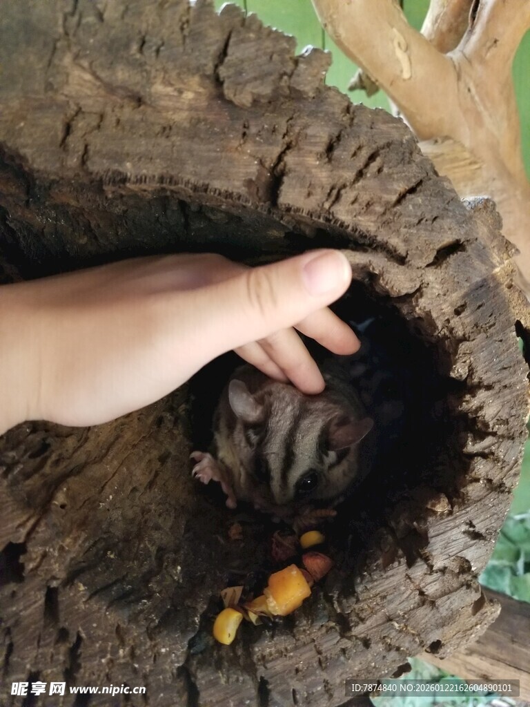 手探树洞中的神秘小生物