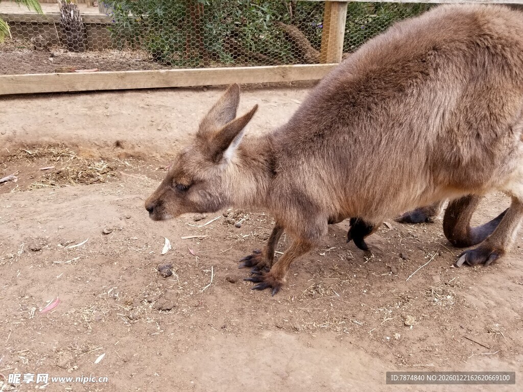 站立的袋鼠
