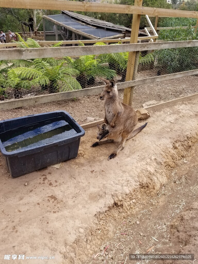 袋鼠在围栏内的休憩场景