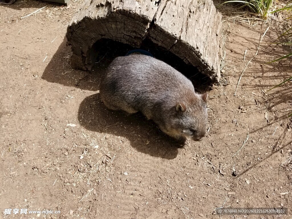 树洞旁休憩的可爱小动物