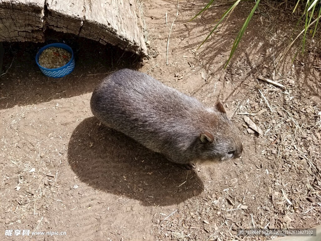 洞口旁的小老鼠