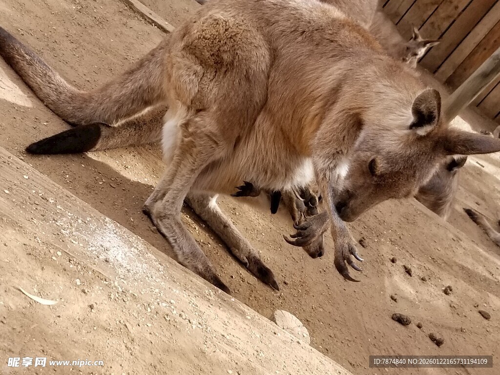袋鼠低头于岩石间觅食