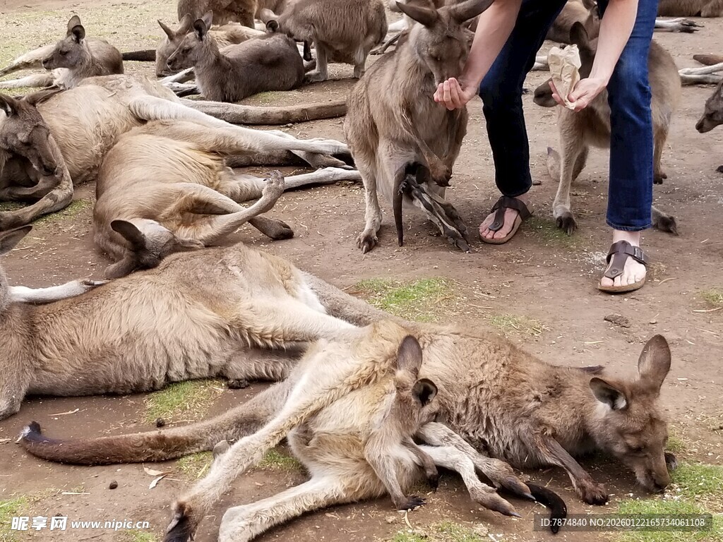 人旁躺卧的多只袋鼠