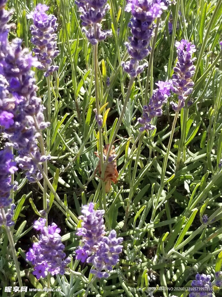 紫色薰衣草花丛中的昆虫