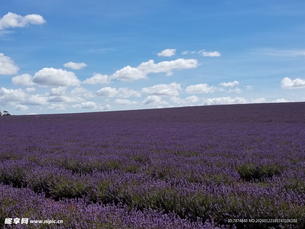 紫色薰衣草田 蓝天相伴
