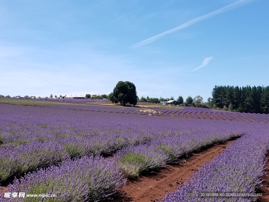 紫色薰衣草田的美丽风光