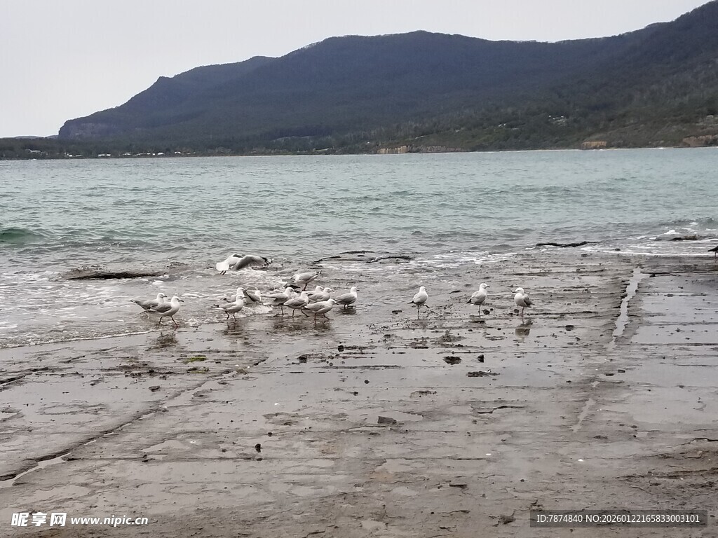 海边沙滩上的群鸟
