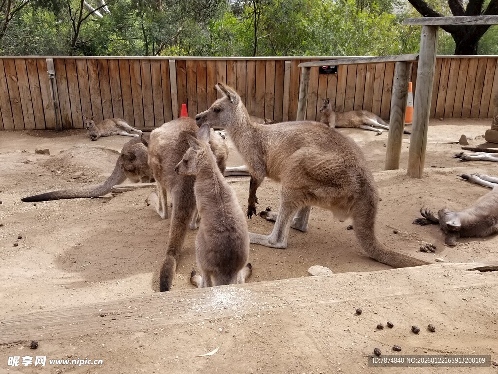 围栏内互动的几只袋鼠
