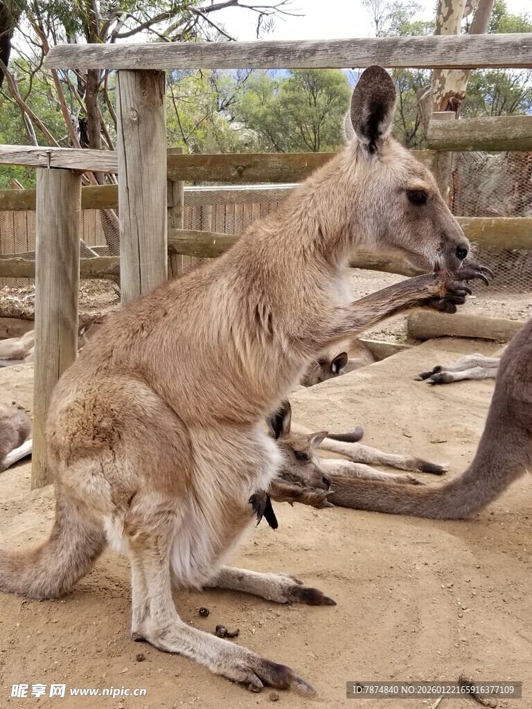 站立的袋鼠