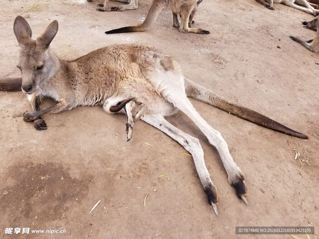 休息中的袋鼠