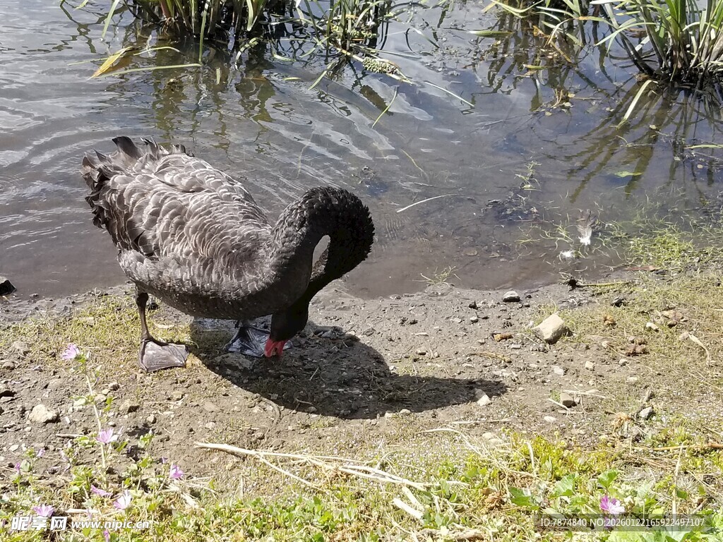 水边觅食的灰黑色鸟儿