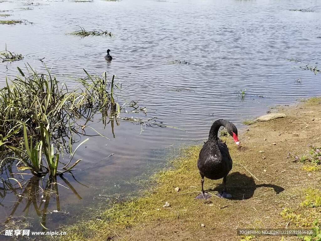 岸边黑天鹅 静享湖畔时光