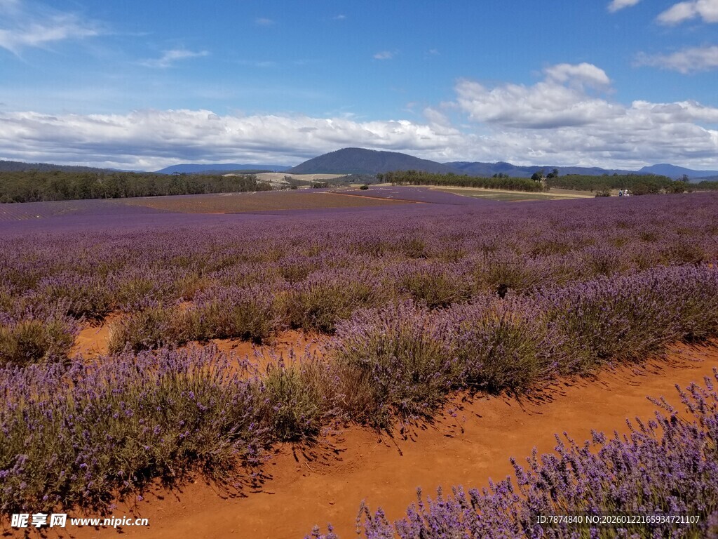 紫色薰衣草田野风光