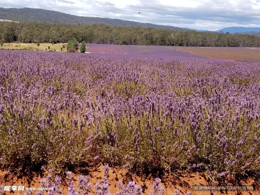 紫色薰衣草花田美景