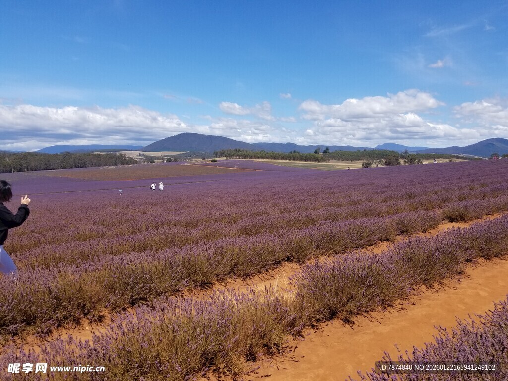 紫色薰衣草田中的摄影者