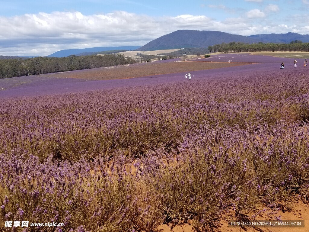 紫色薰衣草田的美丽风光