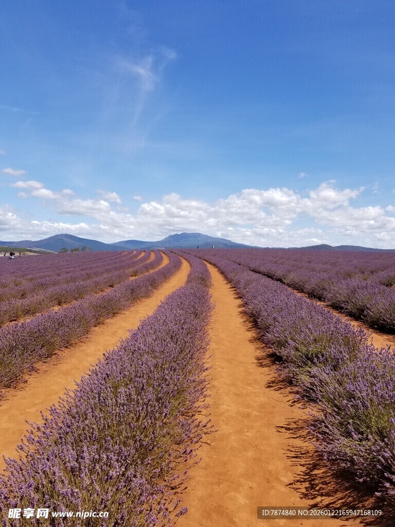 紫色薰衣草田的美丽风光