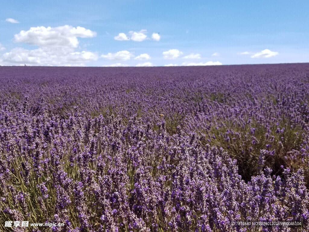 紫色薰衣草花田美景