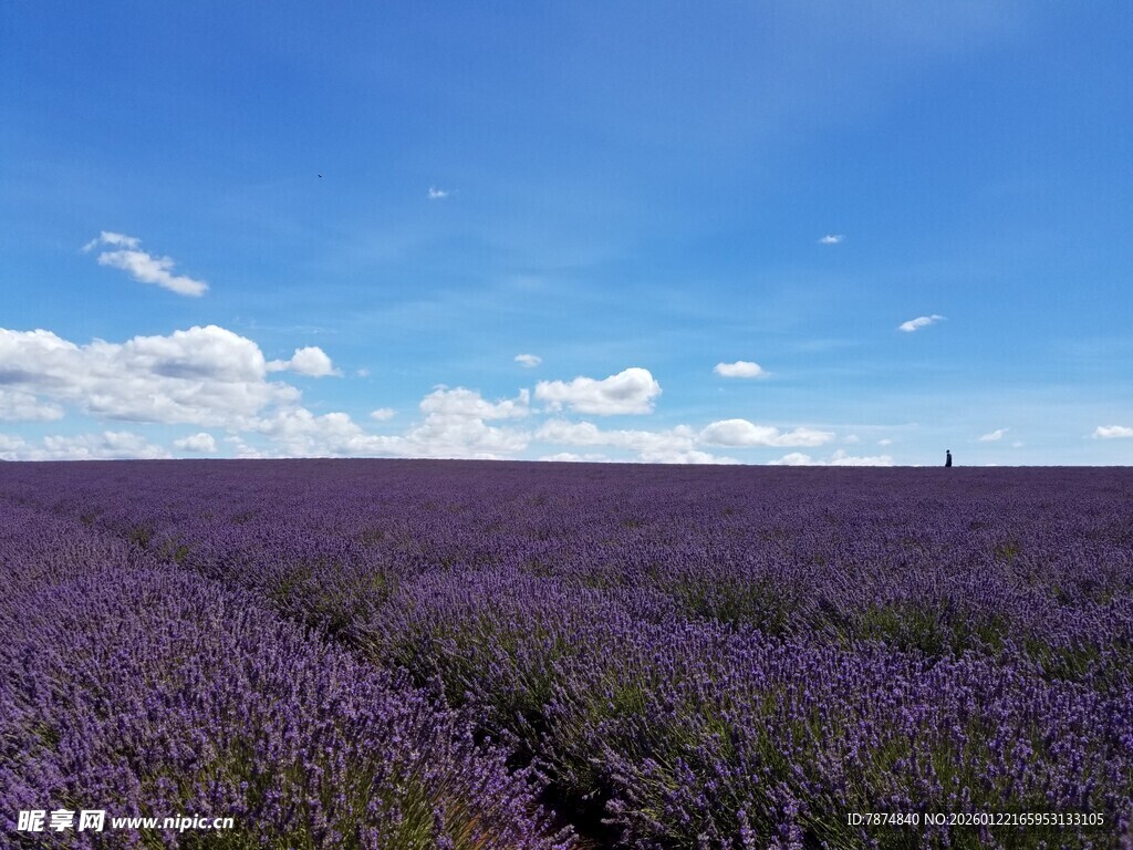 紫色薰衣草田 蓝天美景
