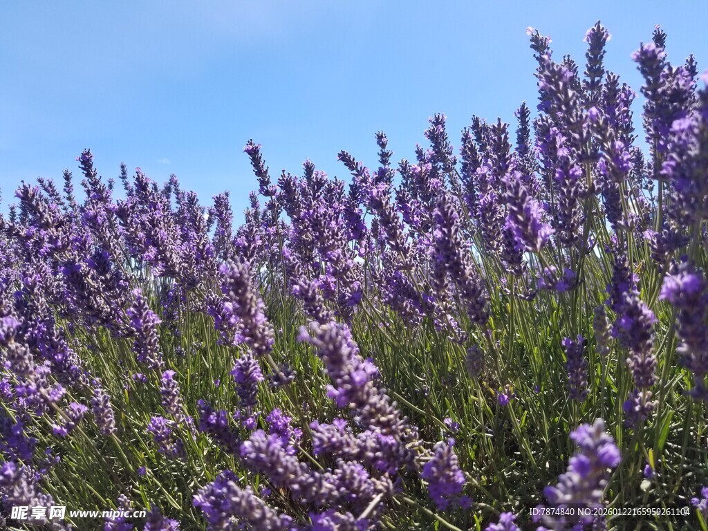 紫色薰衣草花海美景