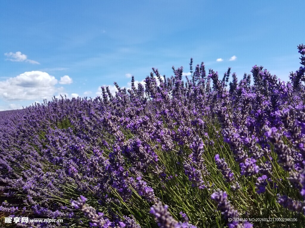 紫色薰衣草花海美景